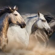 Wie teuer ist das teuerste Pferd der Welt Diese Pferde brechen alle Rekorde